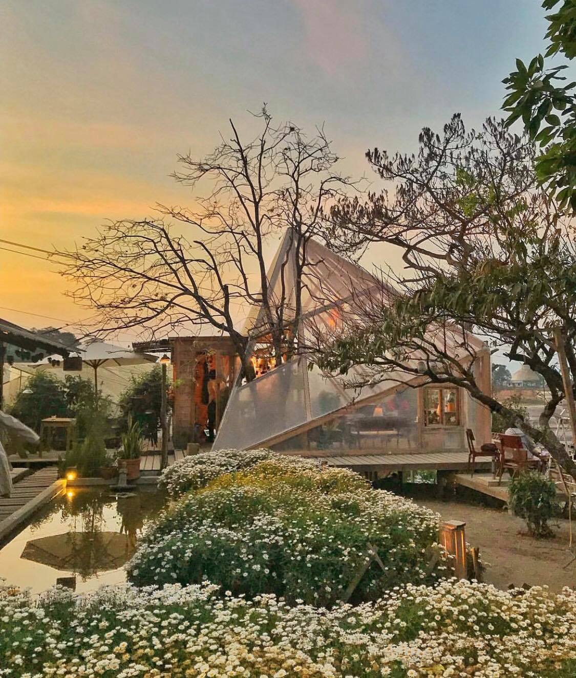 Túi Mơ To với view rừng thông